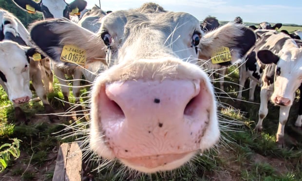 The Guardian Review: “How to Love Animals—The Case Against Modern Farming”